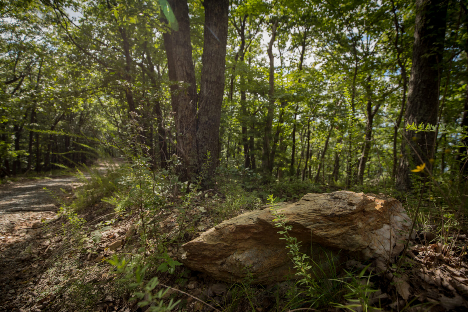 Smith mountain WMA at the base of the mountain is primarily a deciduous forest with a thin fern understory