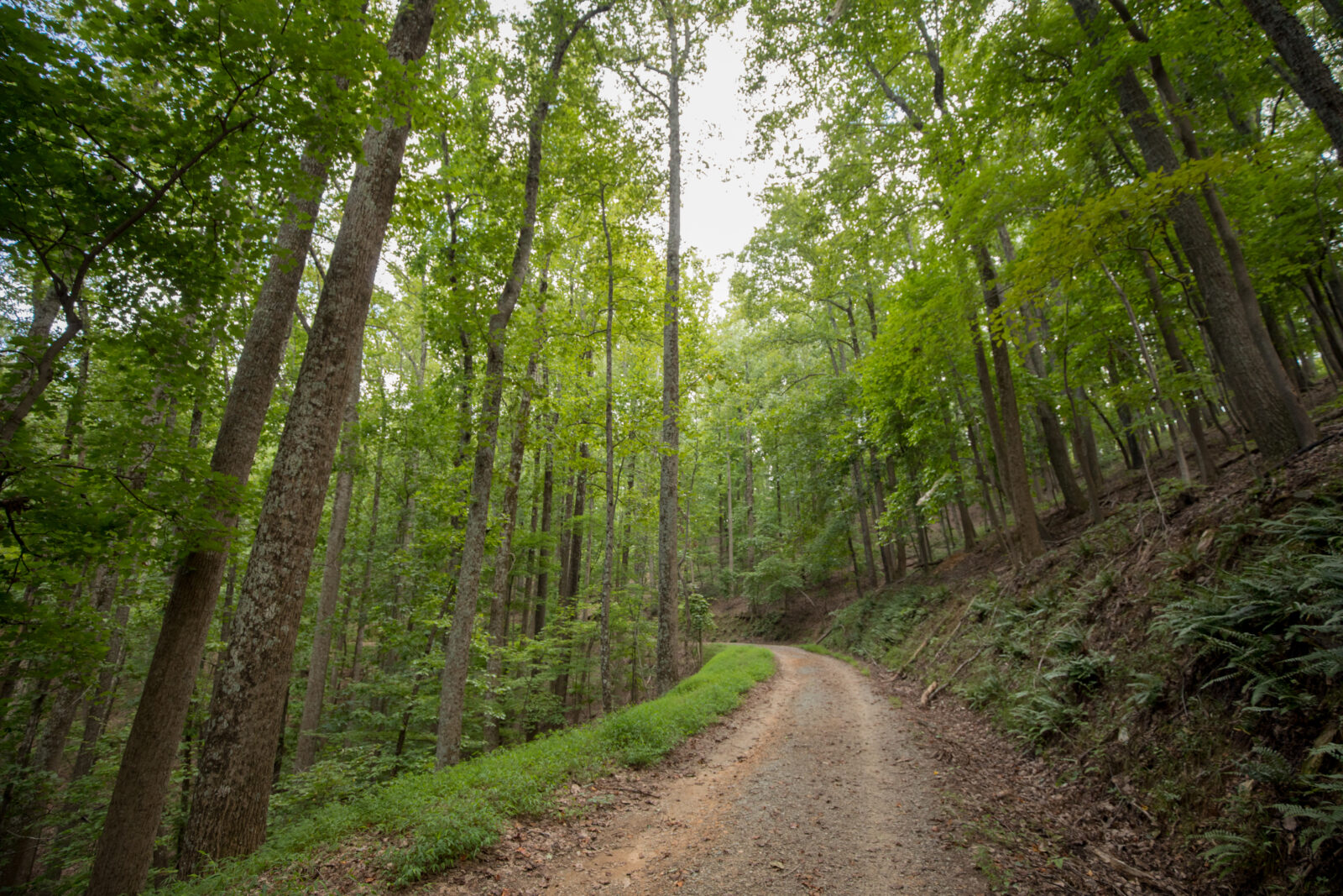 Smith mountain WMA is a mixed deciduous forest with clearly paved gravel paths