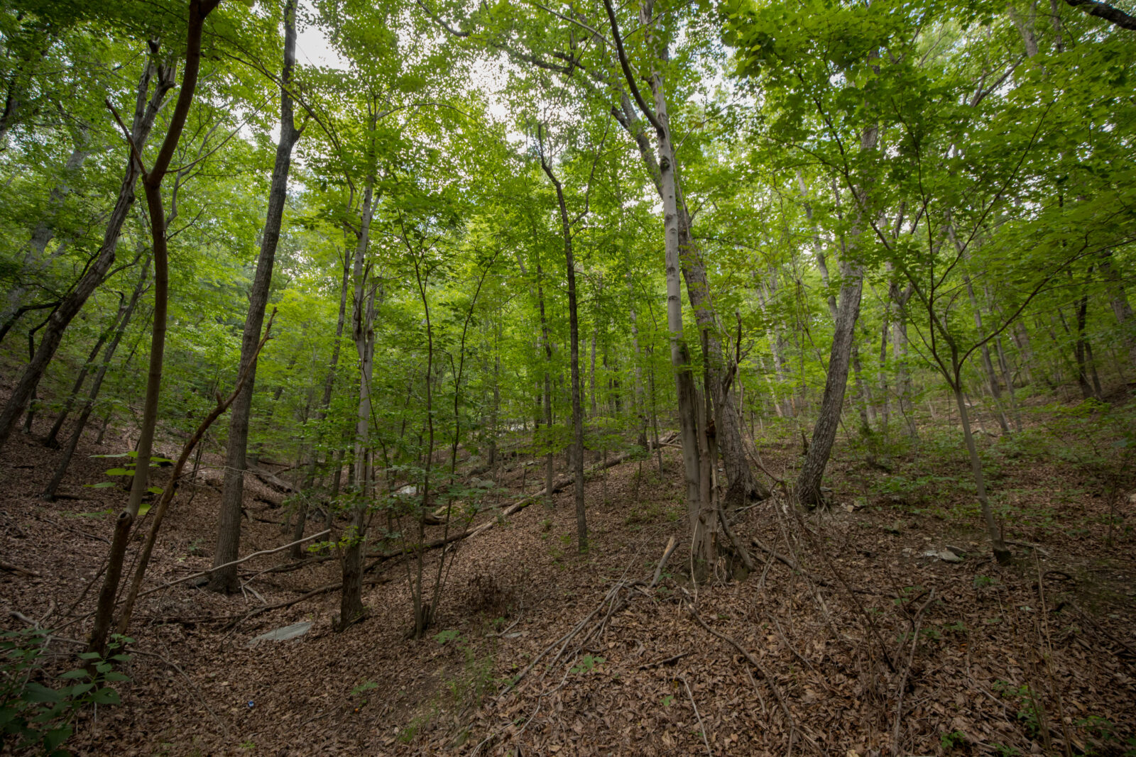 Smith Mountain WMA has a birch-oak-pine forest structure