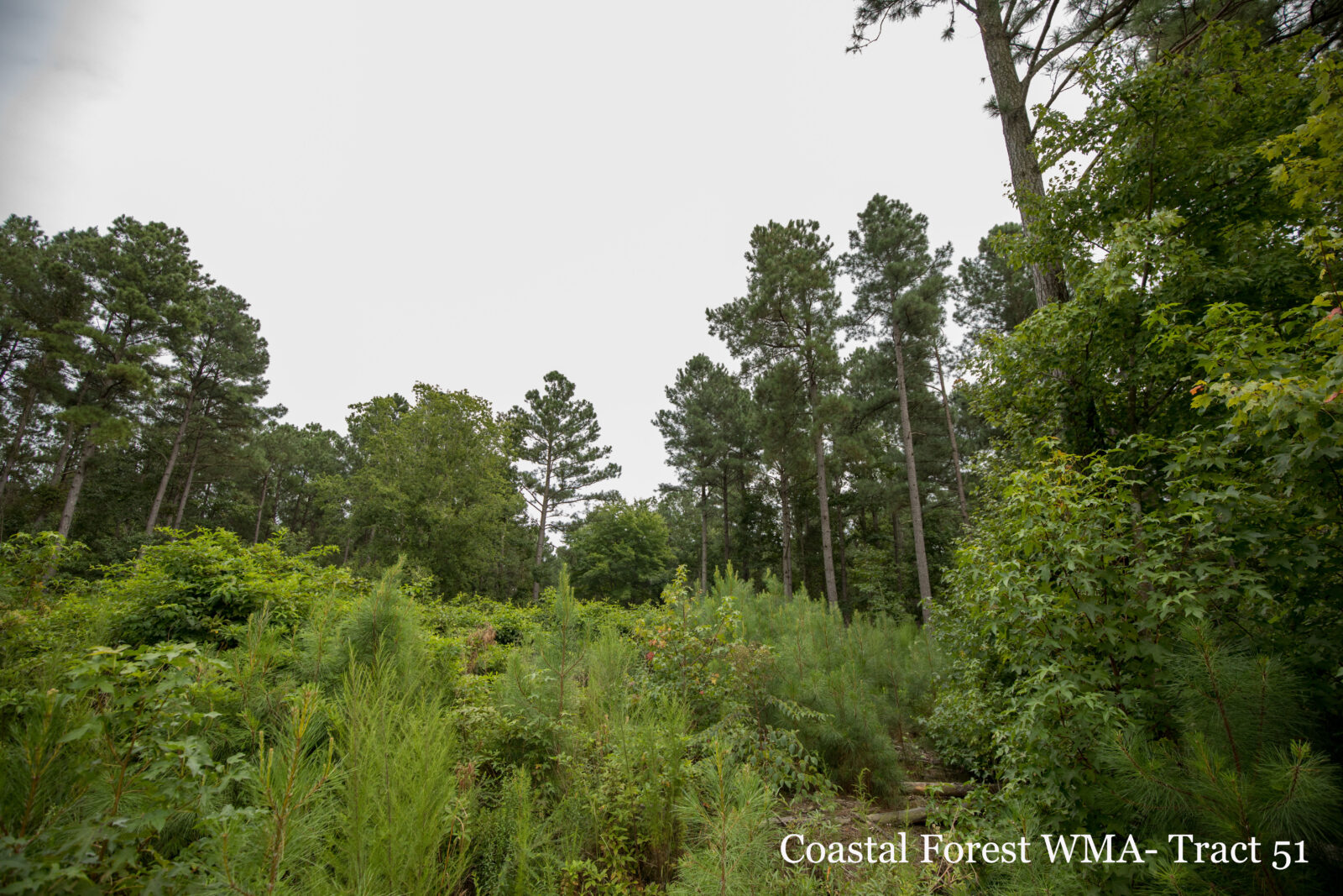 An image of the Coastal Forest WMA