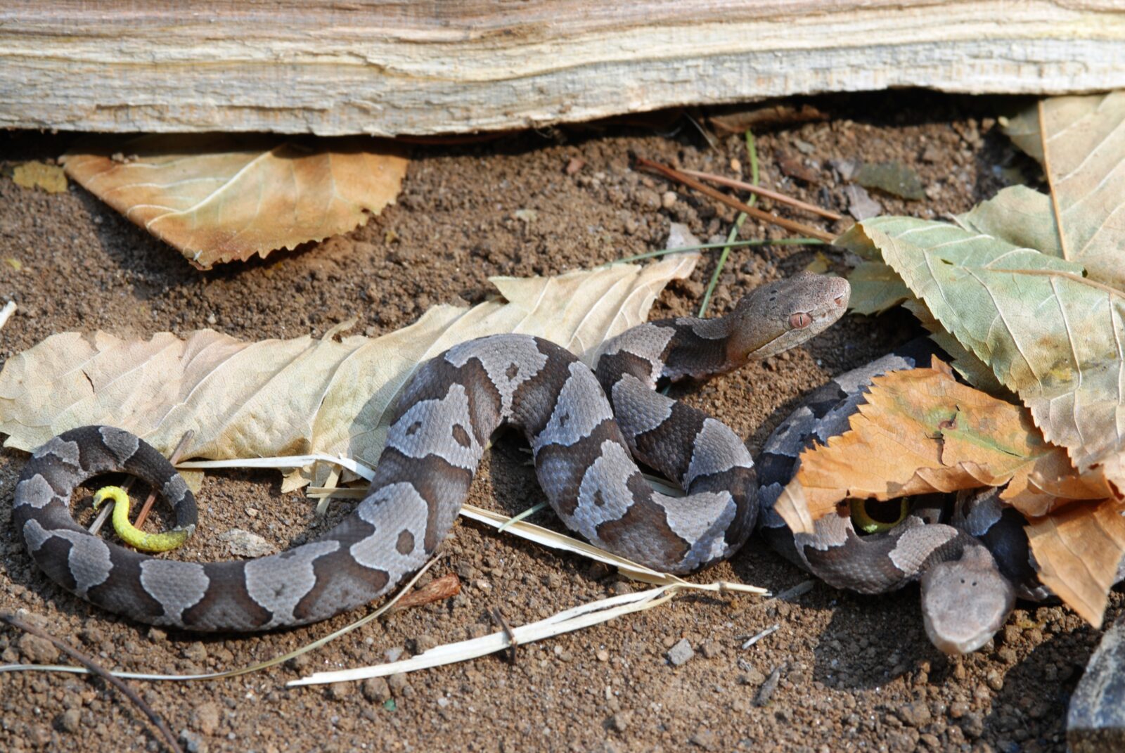 An image of juvenile eastern copperheads with their distinctive hourglass shaped spots 
