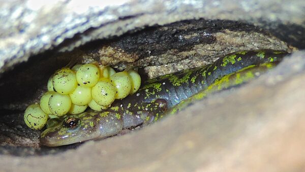 An image of Green Salamander