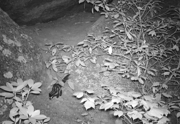 A spotted skunk captured on a wildlife camera at night.