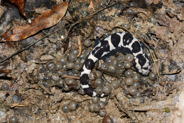 An image of Marbled Salamander
