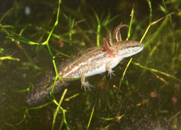An image of Mabee’s Salamander