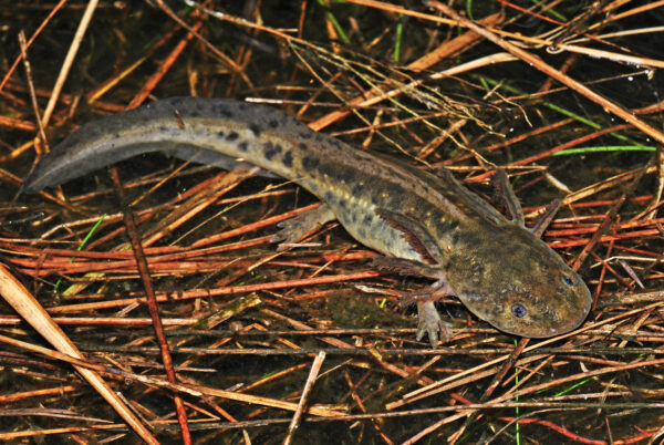 An image of Eastern Tiger Salamander