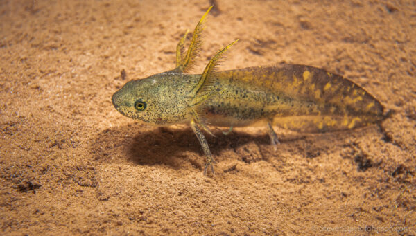 An image of Jefferson’s Salamander