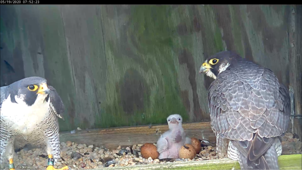 Male (facing camera) and female (facing nest box) caring for the 2020 falcon chick.