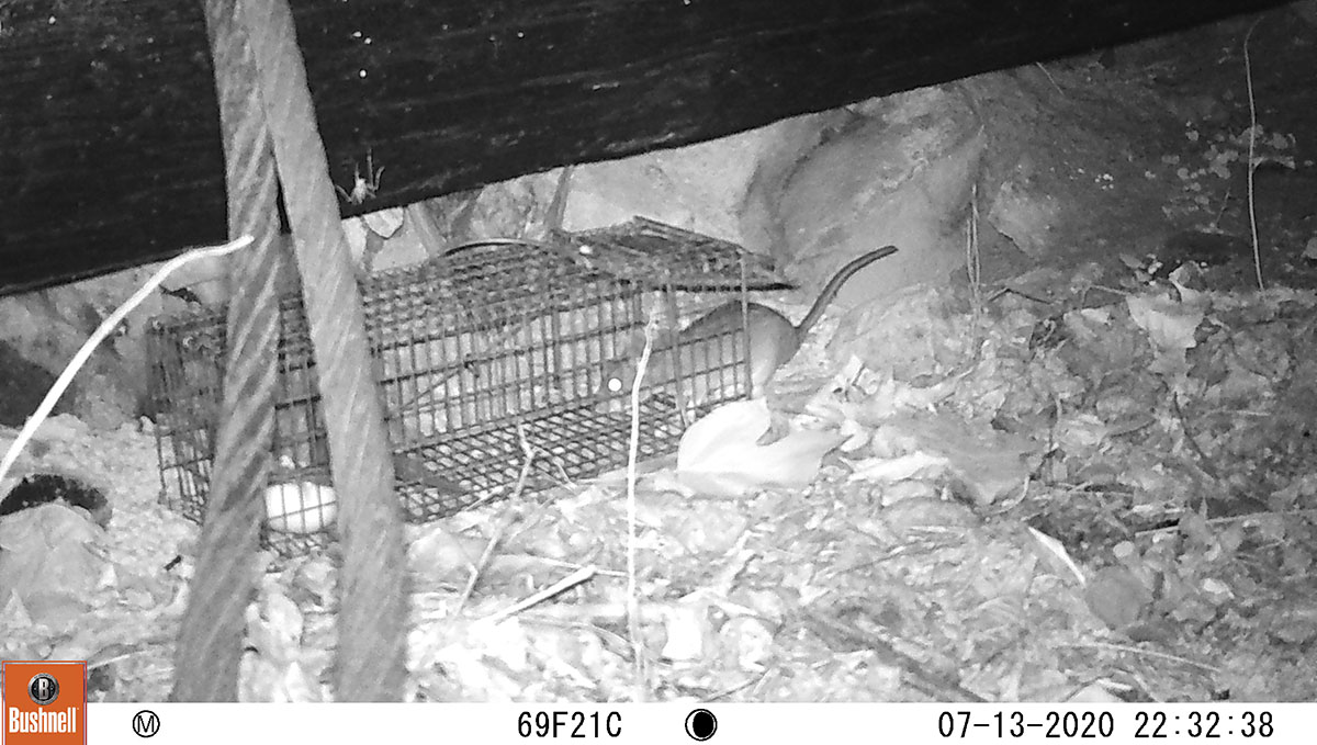 An Allegheny woodrat entering a live-trap and captured on wildlife camera