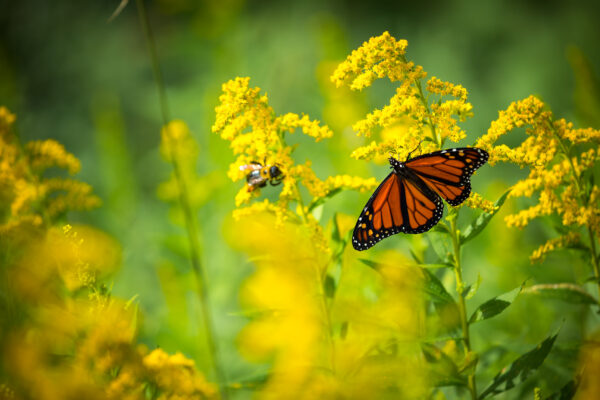 An image of both a monarch butterfly and a bee feeding upon small yellow flowers in a wildflower meadow.