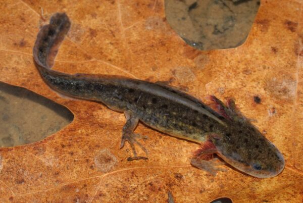 An image of Mole Salamander