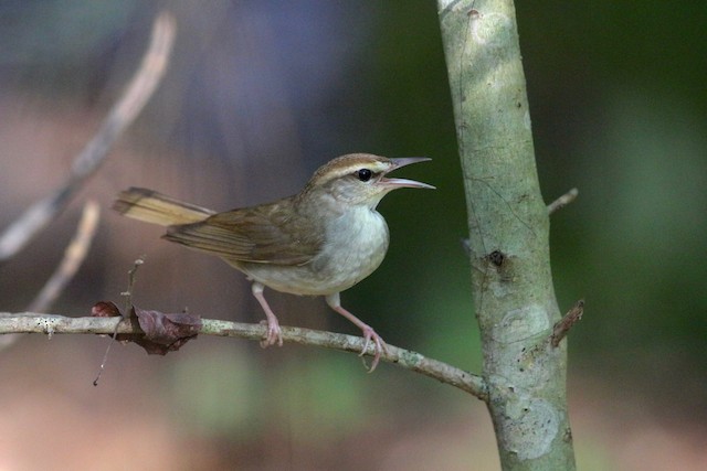 A Swainson's Warbler on a branch