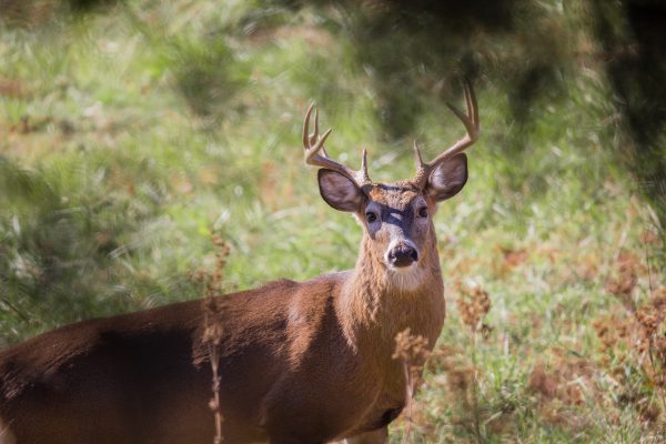 An image of white-tailed deer