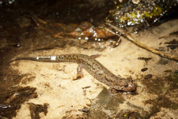 An image of Holbrook’s Southern Dusky Salamander