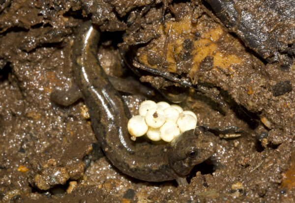 An image of Northern Dusky Salamander