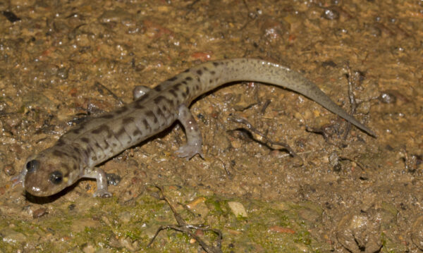 An image of Seal Salamander