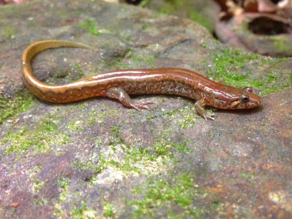 An image of Allegheny Mountain Dusky Salamander