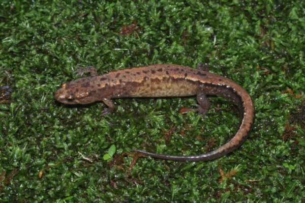 An image of Blue Ridge Dusky Salamander