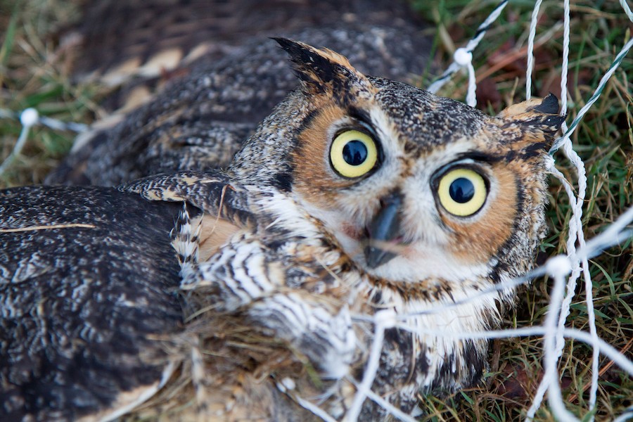 An image of a great horned owl