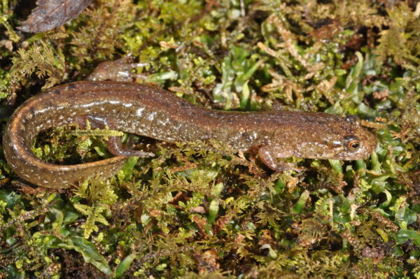 An image of Flat-Headed Salamander