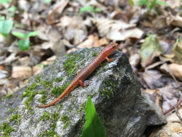 An image of Northern Pygmy Salamander