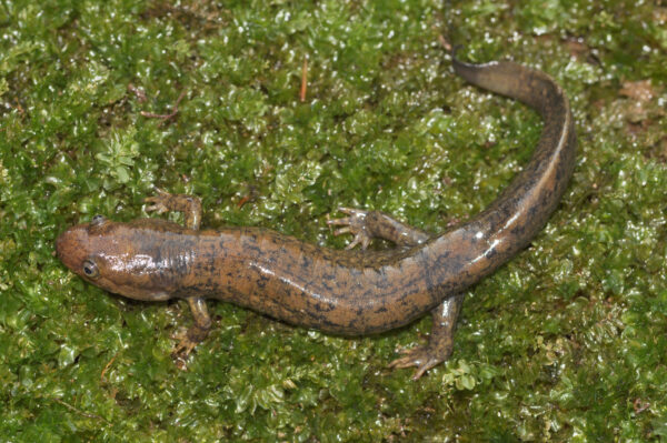 An image of Black-Bellied Salamander