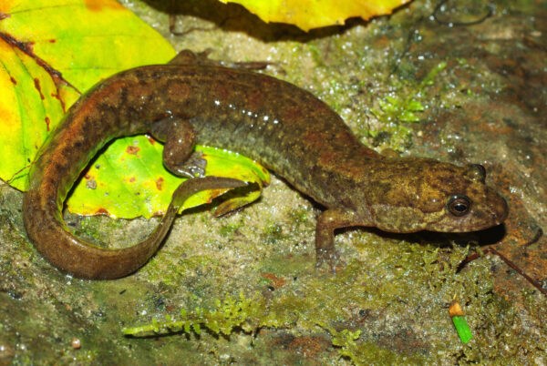 An image of Black Mountain Salamander