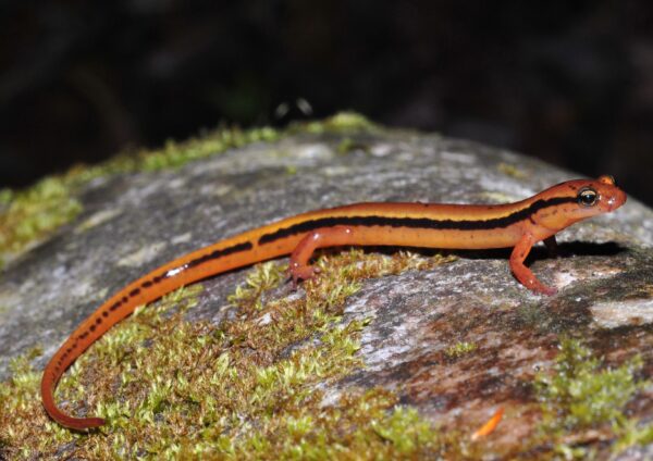 An image of Blue Ridge Two-Lined Salamander