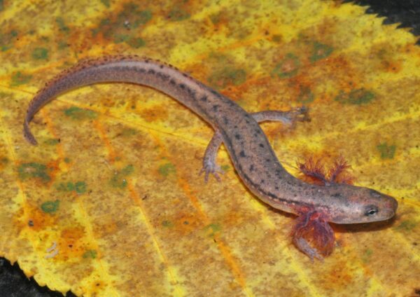 An image of Blue Ridge red salamander