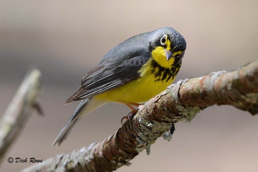 An image of a Canada warbler in a tree