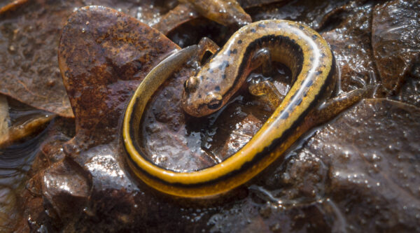 An image of Northern Two-Lined Salamander