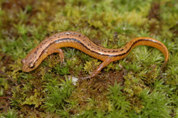 An image of Southern Two-Lined Salamander
