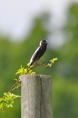 An image of a bobolink standing on a maple branch