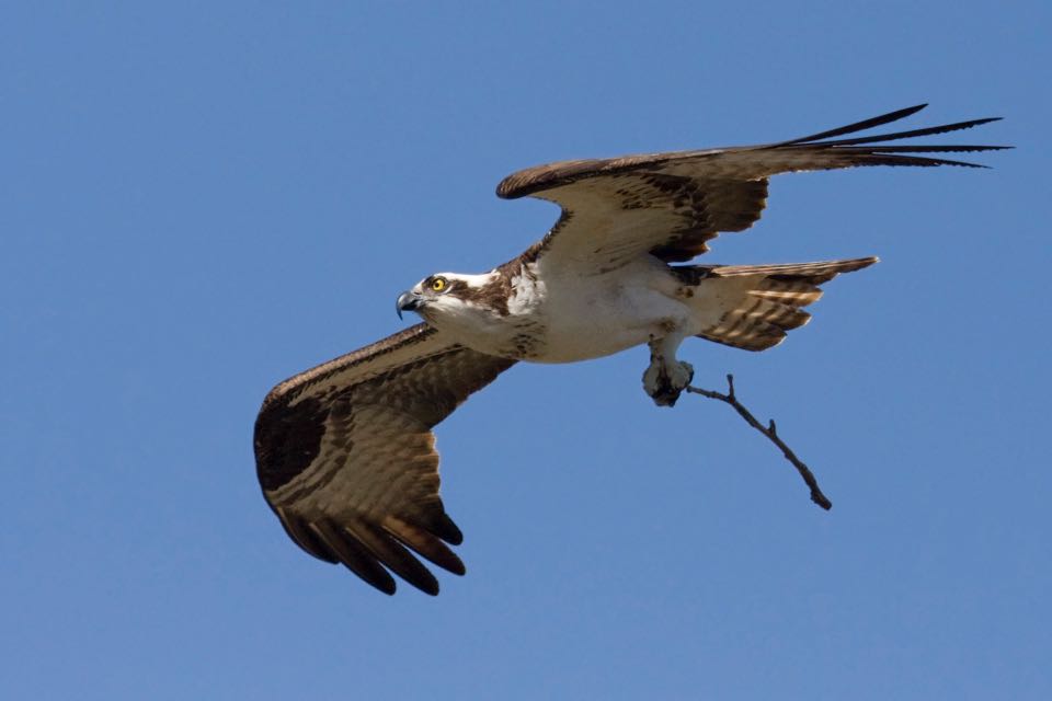 An image of an osprey holding a stick