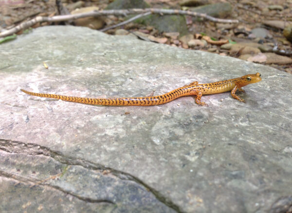 An image of Eastern Long-Tailed Salamander