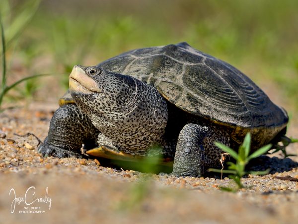 An image of Northern Diamond-backed Terrapin