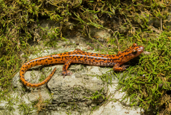 An image of Cave Salamander