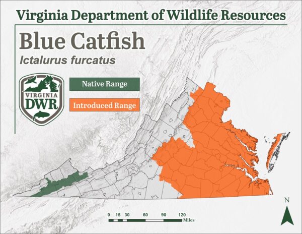 Distribution of Blue Catfish in Virginia (2023)