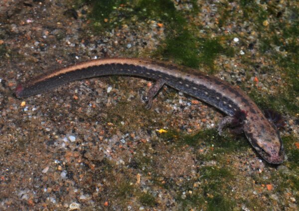 An image of Three-Lined Salamander