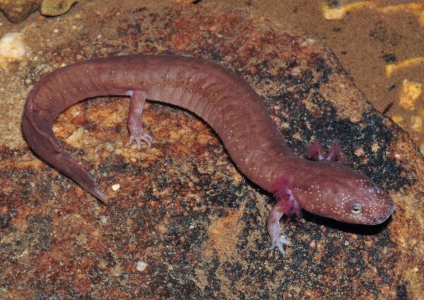 An image of Kentucky spring salamander
