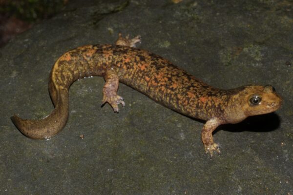 An image of Shovel-Nosed Salamander