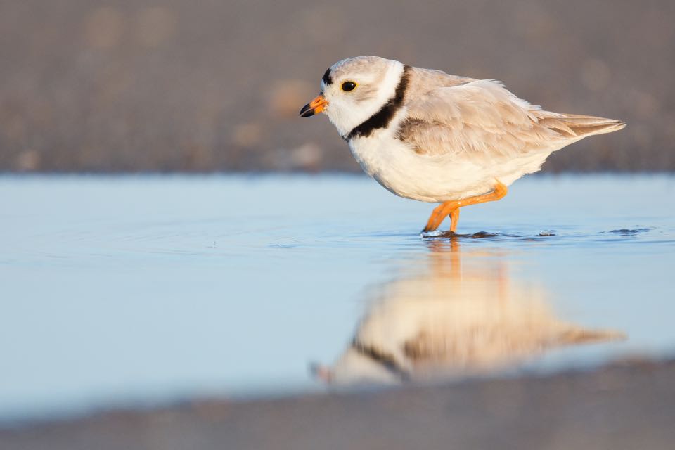 An image of the endangered piping plover