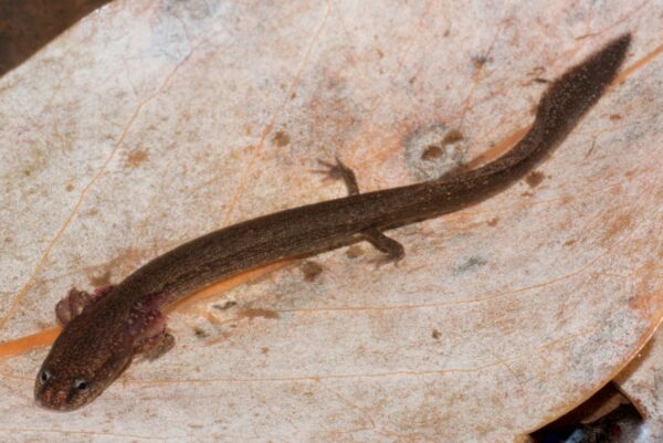 An image of Many-Lined Salamander