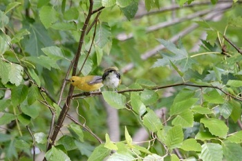 An image of two Prothonotary Warblers an Adult and a Fledgling