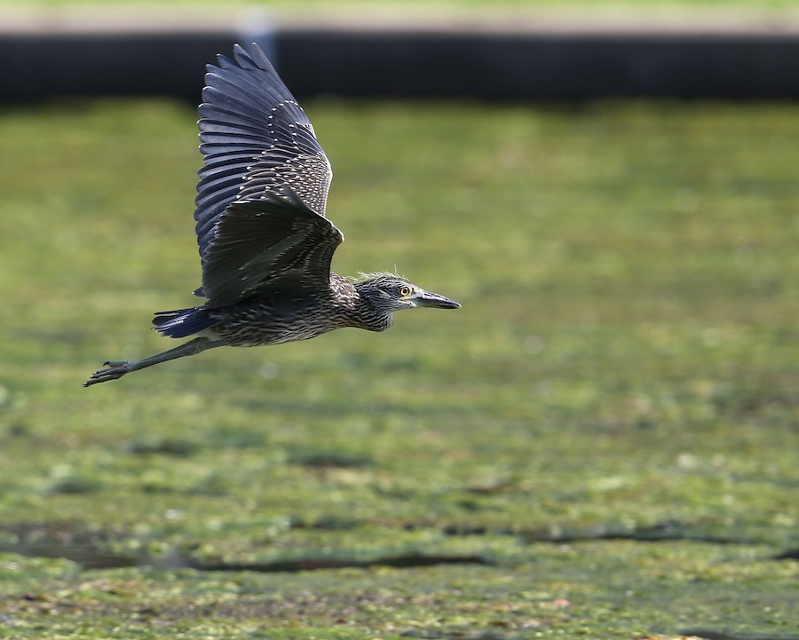 An image of a yellow crowned night heron