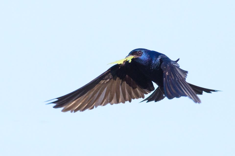 An image of a purple martin with leaves in it's beak