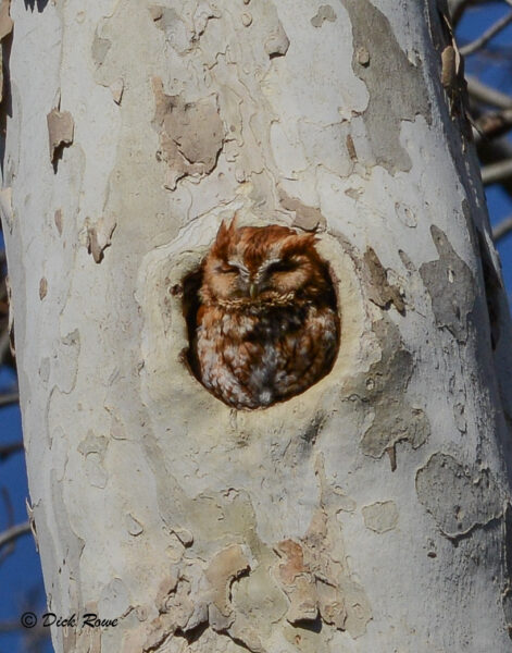 A Red-phase Eastern Screech Owl in a nesting cavity