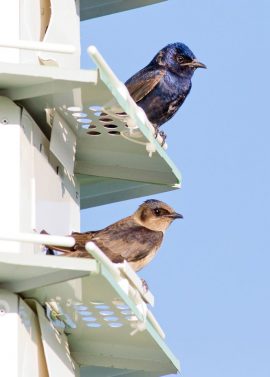 An image of a purple martin male which is a vibrant purple iridescent bird and female which are brown with a mild purple spot on their crown at a nesting box