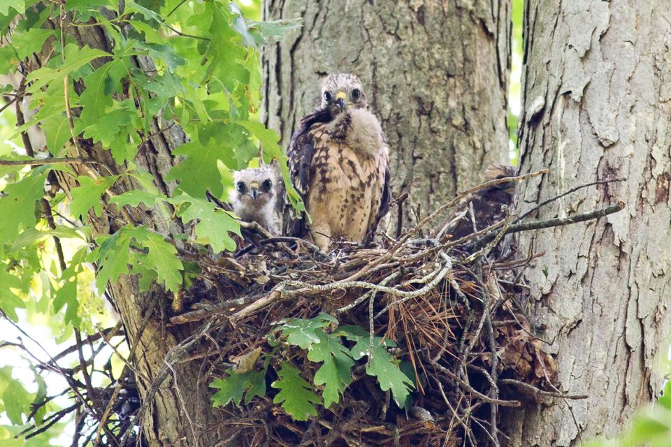 An image of two red shouldered hawk fledglings sitting in a nest in an oak tree