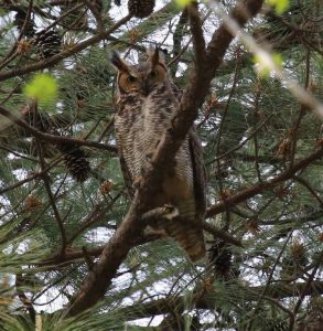 An image of a great horned owl perching on a tree branch